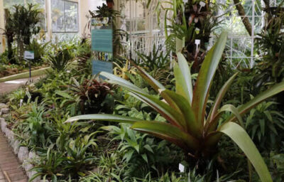 Municípios receberão R$ 30 milhões para ações com plantas medicinais e fitoterápicos
