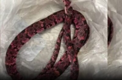 Homem come cobra, passa mal e vomita o animal após bebedeira no Ceará