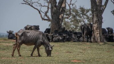 Crueldade em Parnarama: MP denuncia abandono de mil búfalos e exige bloqueio de contas do fazendeiro