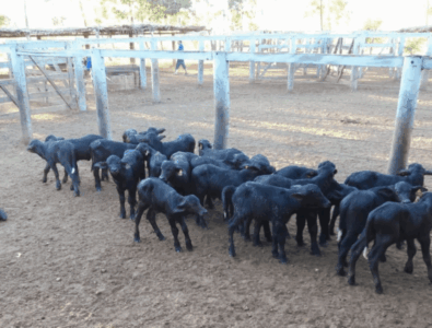 MPMA aciona fazendeiro por abandono de búfalos no interior do Maranhão