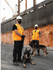 Para combater tráfico de drogas via Porto do Itaqui e terminais de ferryboat, Emap mantém contrato de R$ 141 mil com emprego de cães farejadores