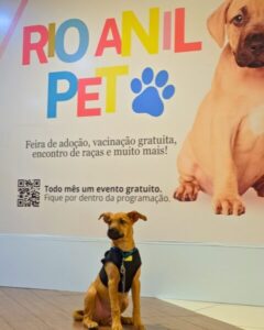 Dia do Vira-Lata: 72% dos brasileiros têm pets, mas 30 milhões ainda esperam por um lar