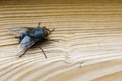 Casos de virose da mosca acendem alerta entre especialistas