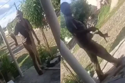 Polícia prende homem suspeito de arremessar e matar filhote de gato no Ceará