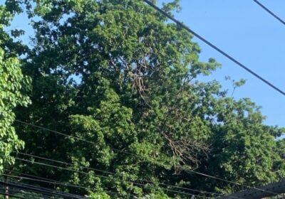 Acidente na Maiobinha em Ribamar: SUV derruba dois postes, mas motorista escapa ileso
