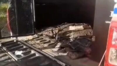 Mais de 30 placas de coletes balísticos são apreendidas em área de matagal em São José de Ribamar na Grande São Luís