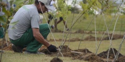 Viva Maria: movimento incentiva plantio de árvores em memória do Papa