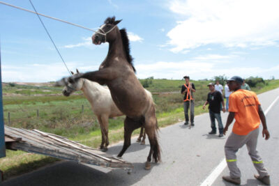 Prefeitura do Maranhão endurece regras para animais soltos em vias públicas