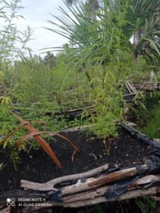 BPTUR apreendem 140 pés de maconha em povoado de Santo Amaro