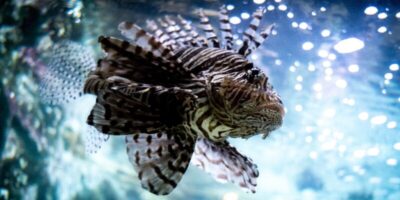 Presença de peixes-leão ameaça fauna marinha do litoral brasileiro