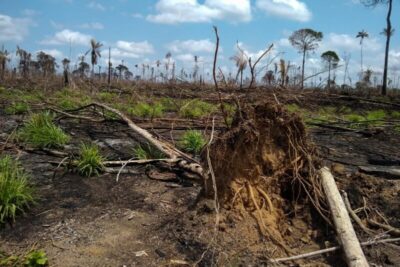 Desmatamento na Amazônia Legal cresce 27% no primeiro semestre de 2025