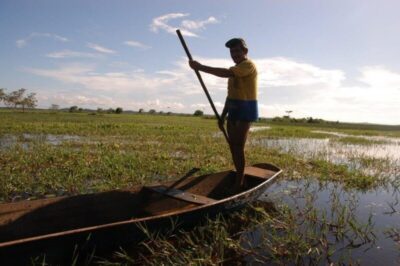 Mais de 60 mil mudas serão plantadas na nova fase do programa Maranhão Verde