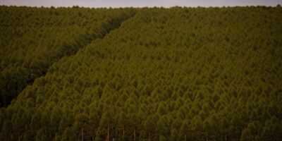 Expedição Silvicultura coleta informações sobre plantações florestais