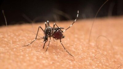 Maranhão registra segunda morte por dengue em 2024; primeiro óbito por chikungunya também é confirmado