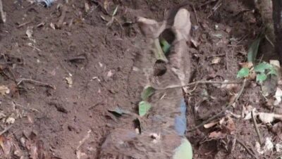 Corpo é achado sem cabeça e com as mãos amarradas na Baixada Maranhense