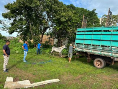 Prefeitura de Pinheiro inicia ação de captura de animais em situação de rua