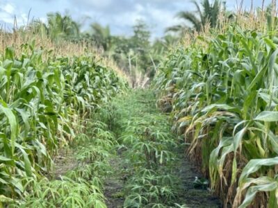 Dia de Campo debate práticas sustentáveis na agricultura familiar em Itapecuru Mirim