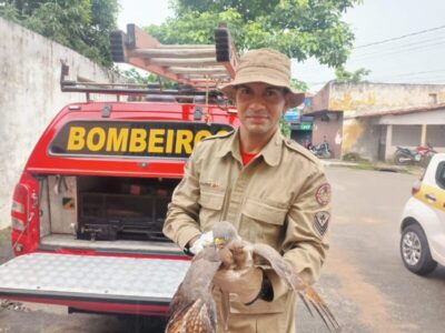 Corpo de Bombeiros captura mais de 1,3 mil animais silvestres na Grande São Luís