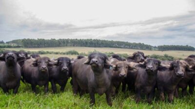 MP aciona Justiça por abandono de búfalos em Parnarama