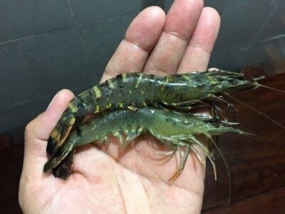 Camarão-tigre-preto se destaca como promessa para a aquicultura no Maranhão