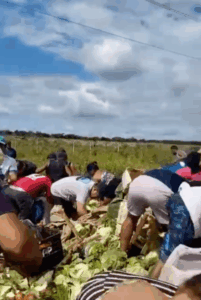 População recolhe carga de caminhão tombado na MA-225