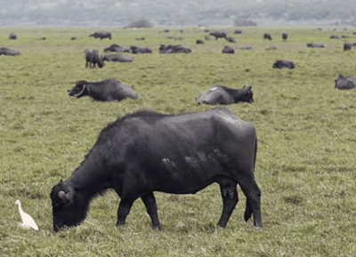 MP denuncia abandono de mil búfalos em fazenda no interior do Maranhão