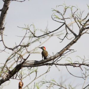 Observação de aves contribui para a conservação do maior parque do Maranhão