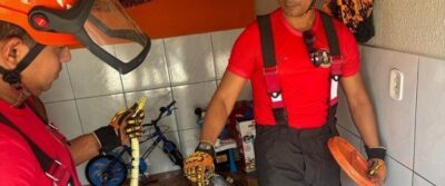 Bombeiros alertam para cuidados no contato com animais peçonhentos e silvestres