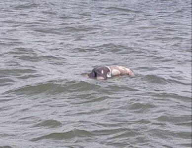 Corpo é encontrado na Praia da Ponta Verde; polícia investiga possível ligação com desaparecimento