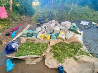 Segurança Pública destrói mais de 12 mil pés de maconha em Barra do Corda e Jenipapo dos Vieiras