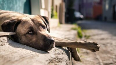Levantamento revela que 92% dos municípios não oferecem suporte a animais abandonados