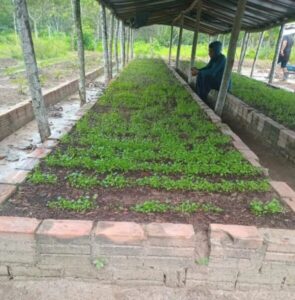 Prefeitura de Pinheiro oferece curso de cultivo de hortaliças a internos da Fazenda do Amor Misericordioso