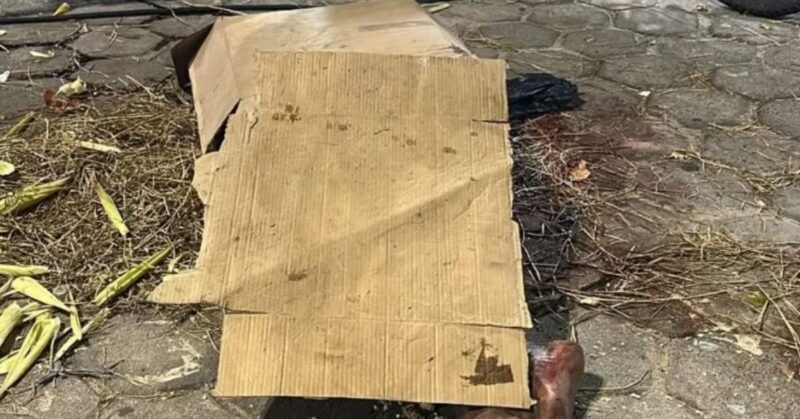 Foto: Reprodução