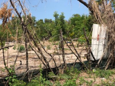 As invasões sem procedências em Manguezais da ilha de São Luís