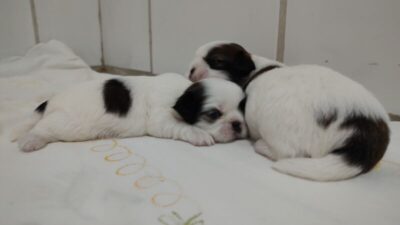 Meu pet teve filhotes, e agora?