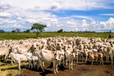 Crédito do Plano Safra 2023/2024 impactou em 238 mil empregos no Maranhão