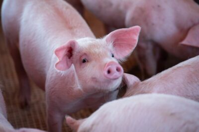 Terminação de suínos exige manejo de qualidade em nutrição, água e ambiente