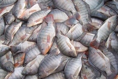 Estados Unidos deixam de exigir Certificação Sanitária Internacional para pescados brasileiros