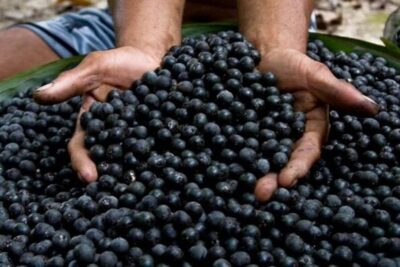 Com R$ 39 milhões, Fundo Amazônia apoia pequenos produtores rurais e extrativistas