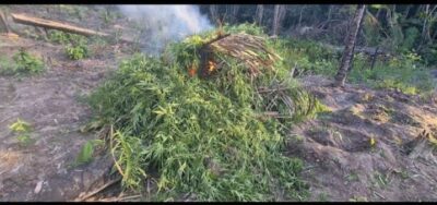 POLÍCIA CIVIL LOCALIZA E DESTRÓI QUASE DE 10 MIL PÉS DE MACONHA EM PEDRO DO ROSÁRIO