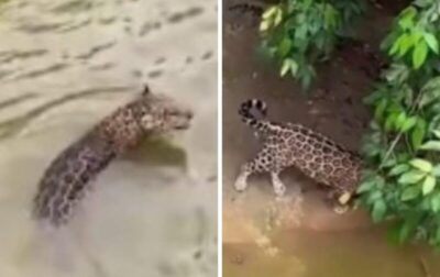 Aparição de onça-pintada assusta moradores em povoado de Santa Luzia, no Maranhão