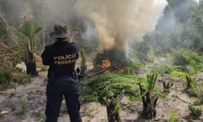 Polícia Federal realiza operação que visa erradicar plantações de maconha no Município de Centro Novo