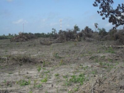 Construtora terá que reflorestar área após condenação por desmatamento ilegal em Paço do Lumiar