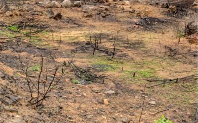 Estudo da Sudene revela avanço da desertificação sobre o Matopiba