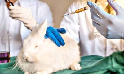 Proibição de testes com animais em cosméticos é aprovada na Câmara