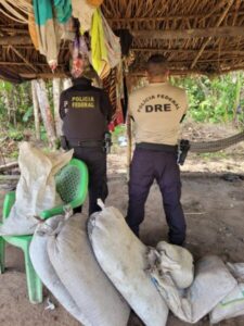 Polícia Federal realiza operação de combate ao plantio ilegal de maconha no Maranhão