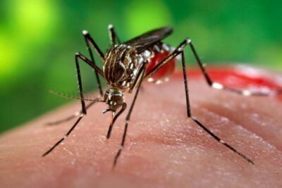 OMS alerta para risco de epidemia global de chikungunya