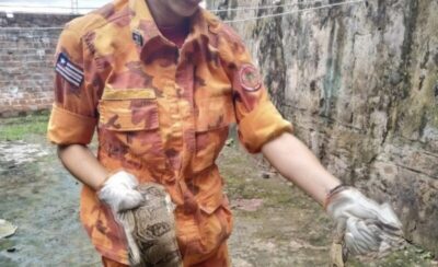 Bombeiros capturam mais de 1,3 mil animais silvestres na Grande São Luís