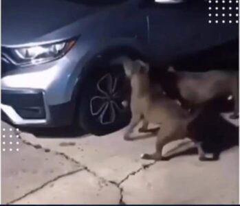 INACREDITÁVEL: Pitbulls destroem parte de carro para caçar gato escondido
