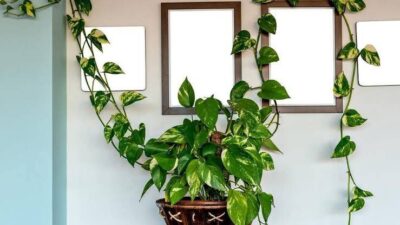 Jiboia: planta popular pode eliminar até 73% das toxinas do ar, segundo estudo da NASA